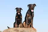 BEAUCERON - ADULTS and PUPPIES 004